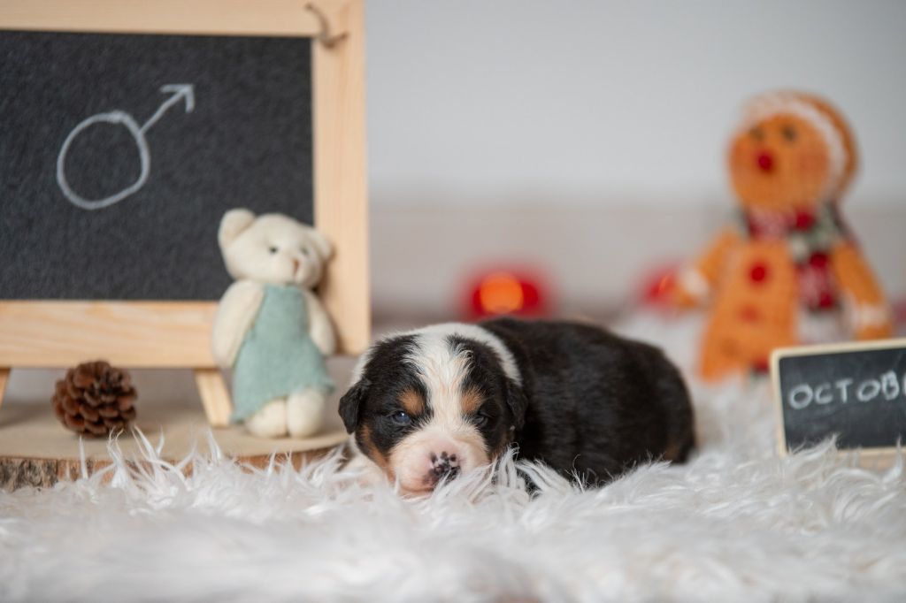 Du Domaine Des Perles D'Ambène - Chiot disponible  - Berger Américain Miniature 