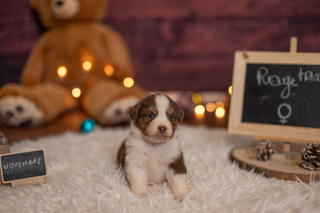 Du Domaine Des Perles D'Ambène - Chiot disponible  - Berger Américain Miniature 