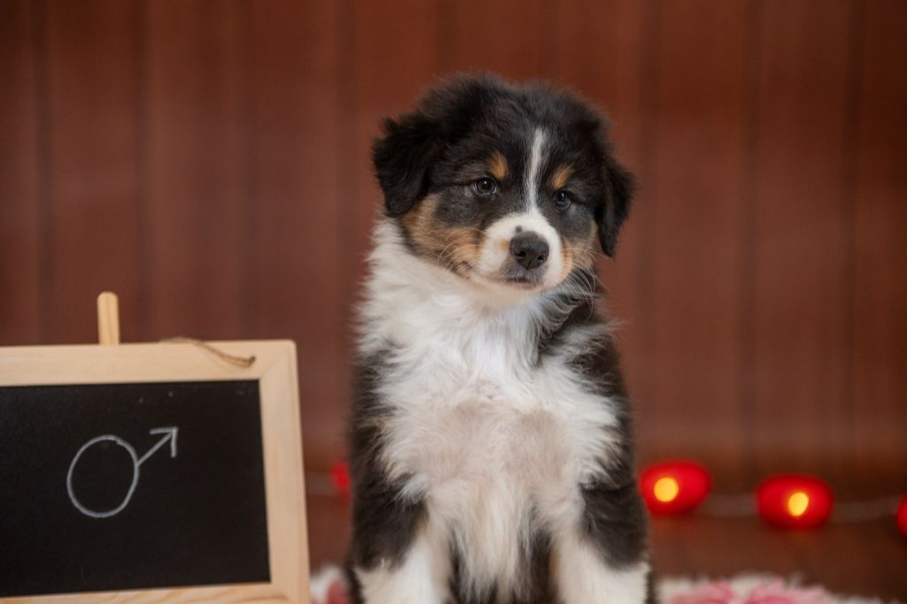 Du Domaine Des Perles D'Ambène - Chiot disponible  - Berger Australien