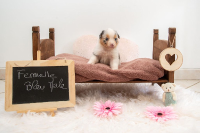 FEMELLE BLEU MERLE