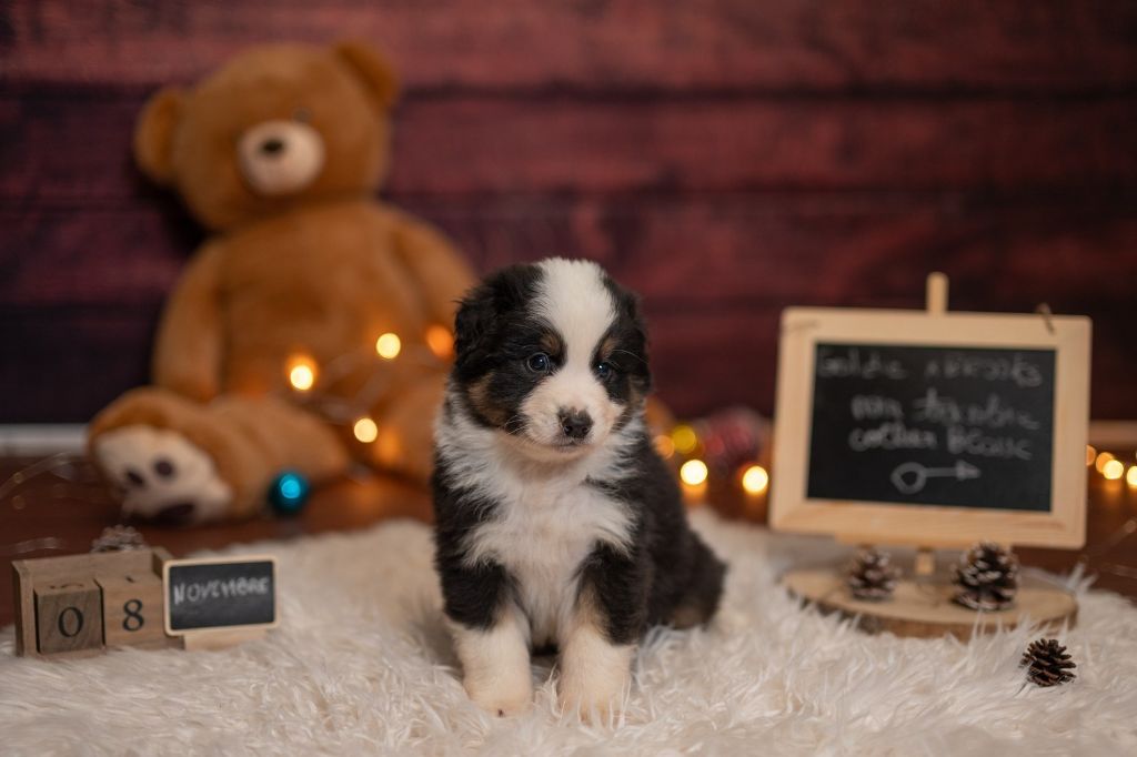 Du Domaine Des Perles D'Ambène - Chiot disponible  - Berger Australien