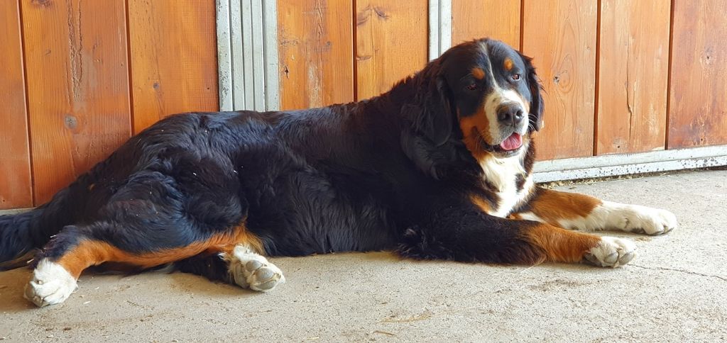 Phoebe Du Domaine Des Perles D'Ambène