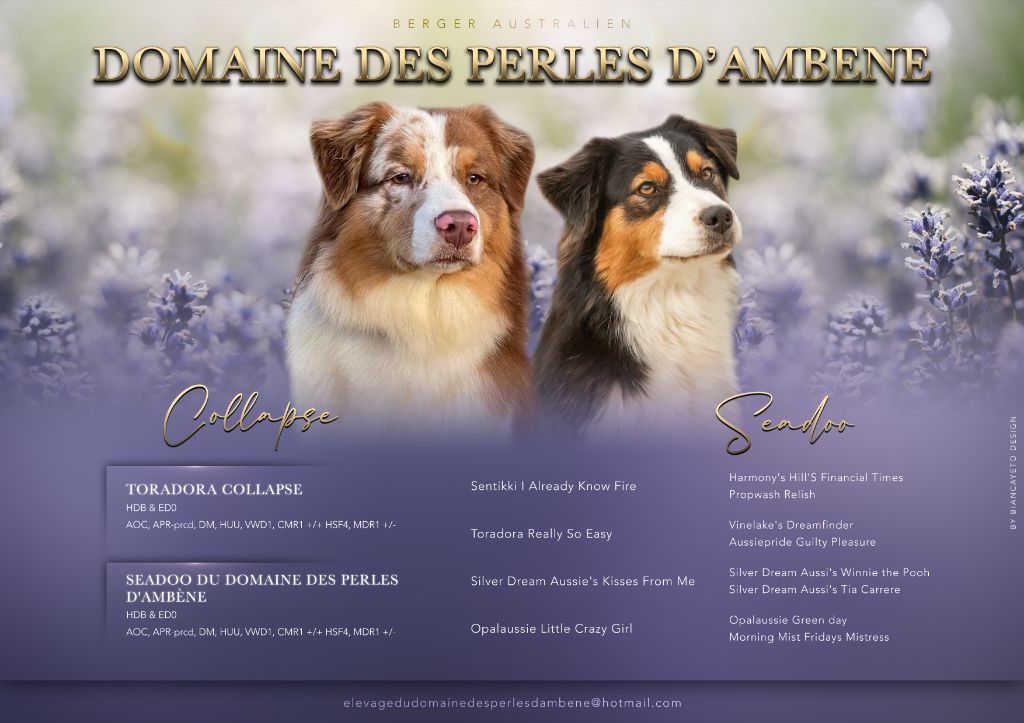 Du Domaine Des Perles D'Ambène - Berger Australien - Portée née le 22/11/2023