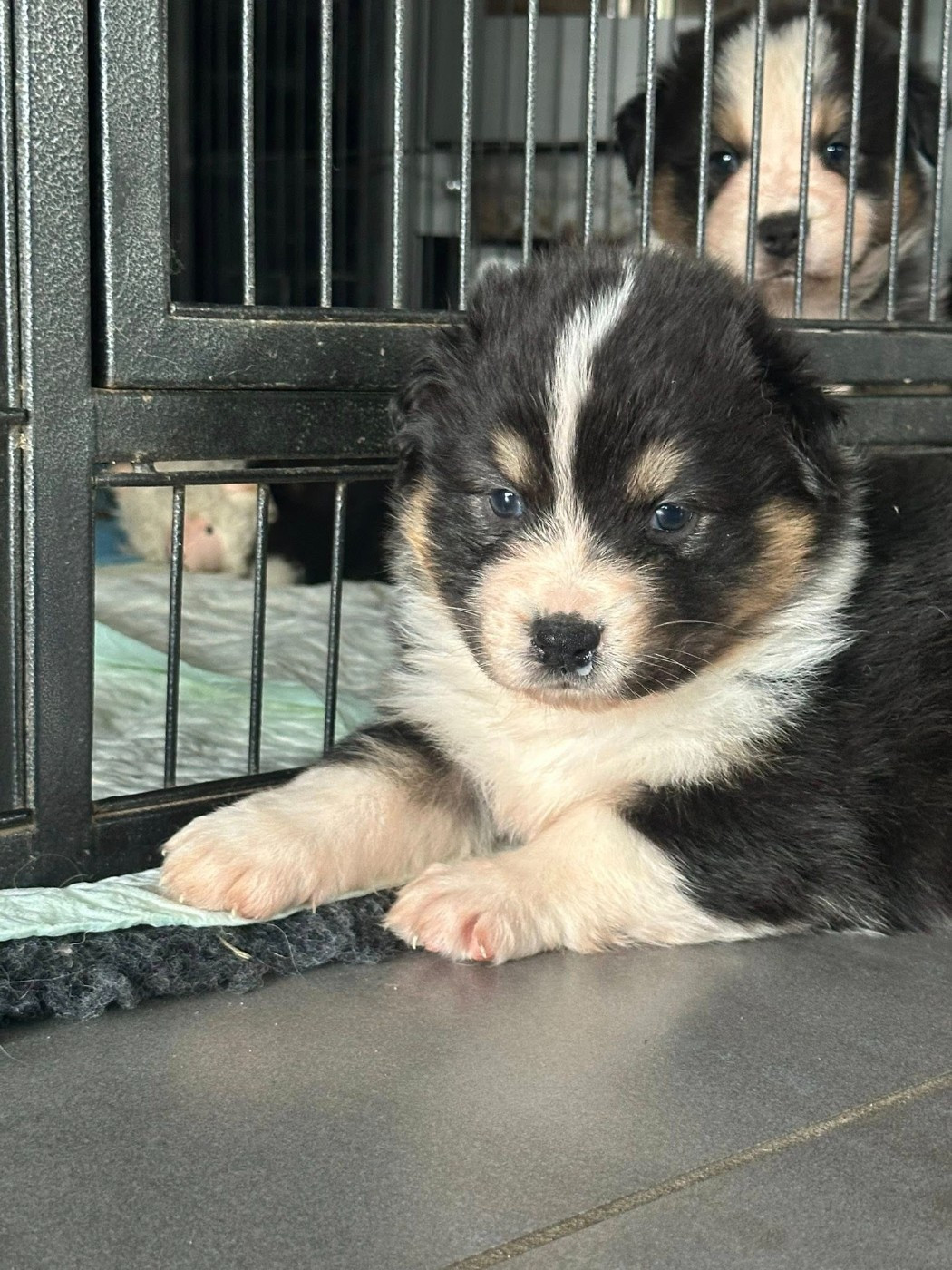 Du Domaine Des Perles D'Ambène - Chiots disponibles - Berger Australien