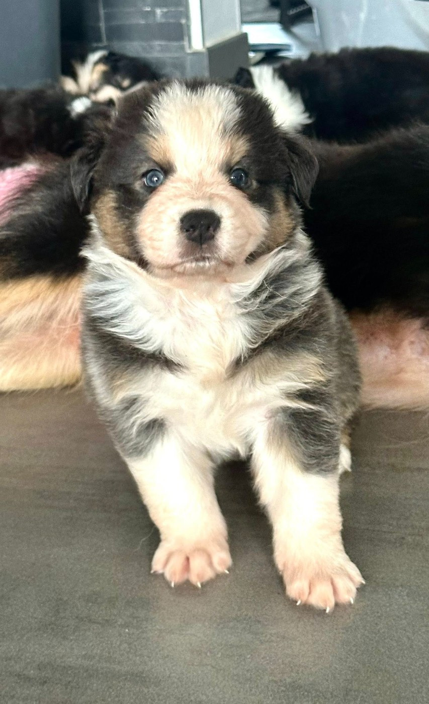 Du Domaine Des Perles D'Ambène - Chiots disponibles - Berger Australien