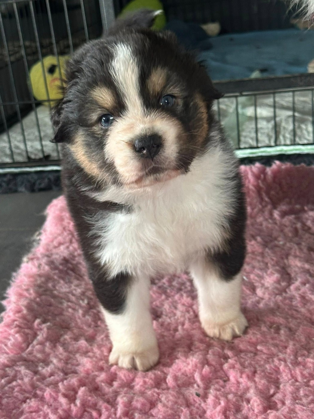 Du Domaine Des Perles D'Ambène - Chiots disponibles - Berger Australien