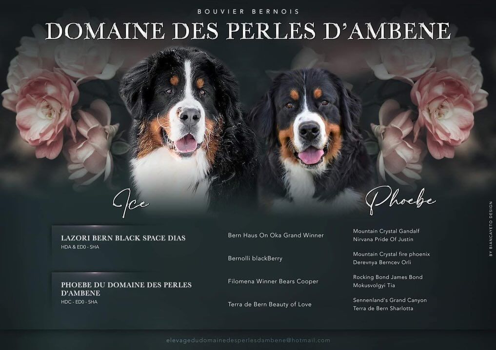 Du Domaine Des Perles D'Ambène - Bouvier Bernois - Portée née le 21/05/2024
