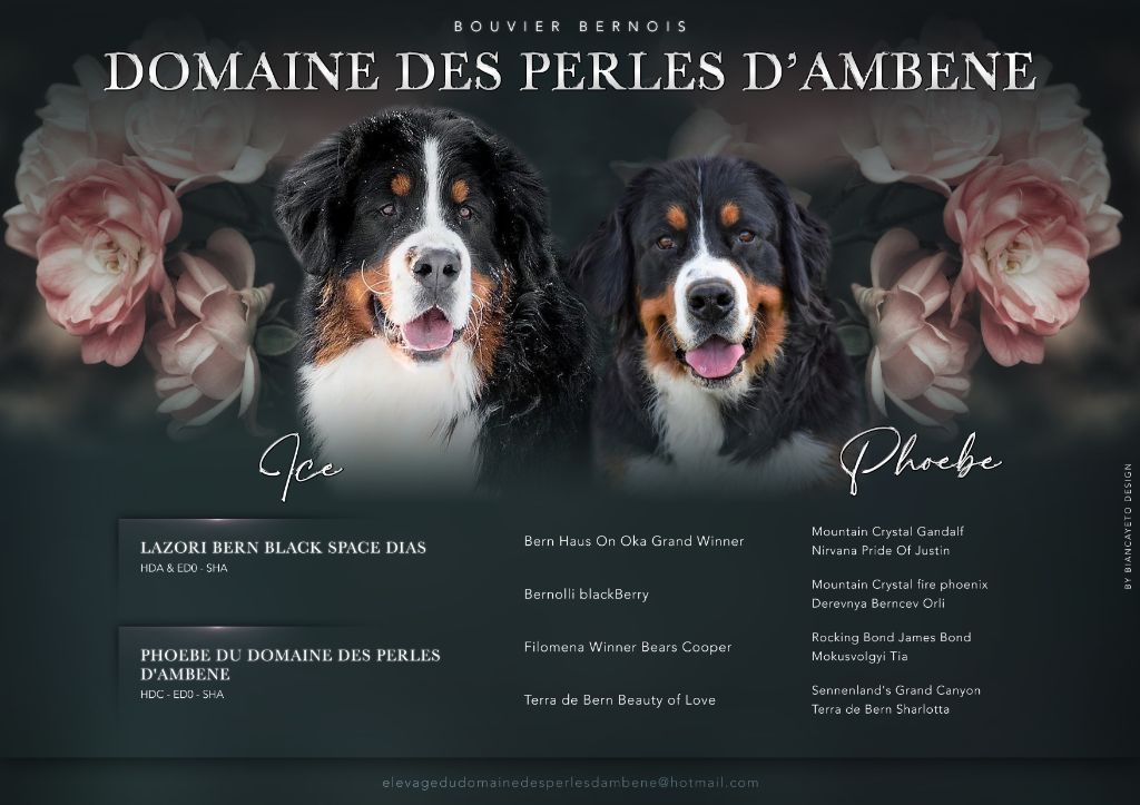 Du Domaine Des Perles D'Ambène - Bouvier Bernois - Portée née le 05/10/2023