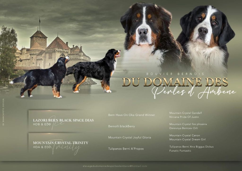 Du Domaine Des Perles D'Ambène - Bouvier Bernois - Portée née le 09/10/2024
