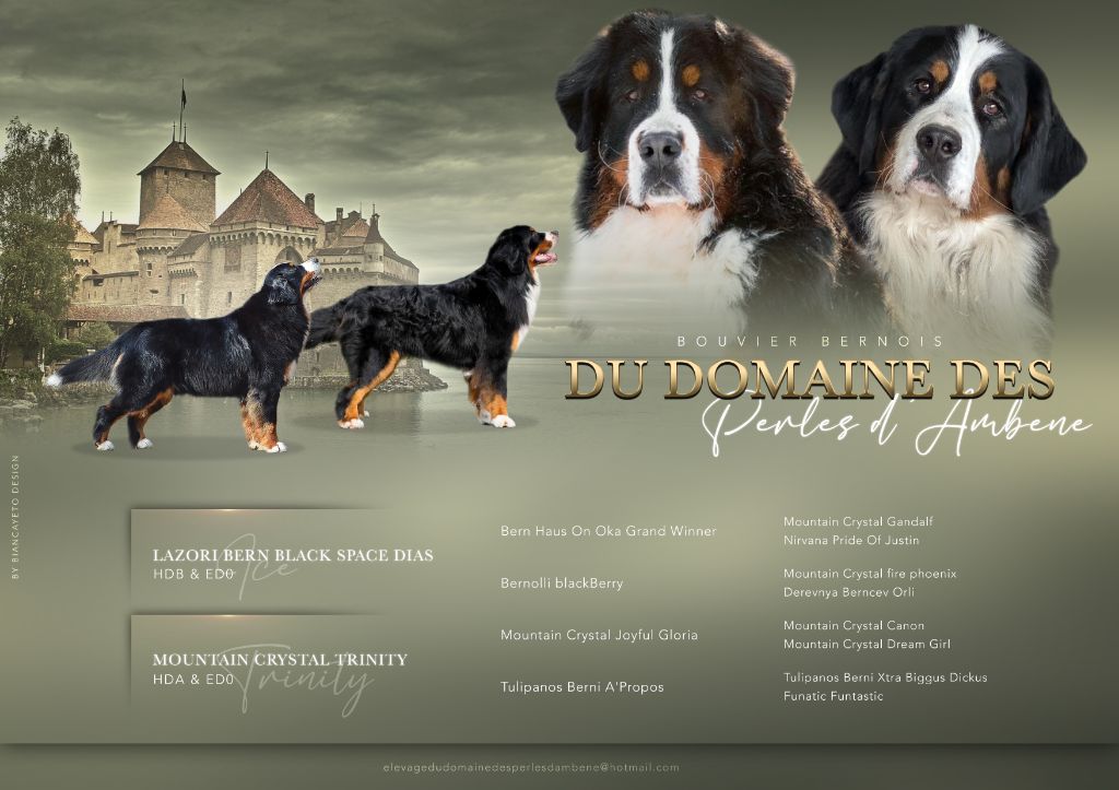 Du Domaine Des Perles D'Ambène - Bouvier Bernois - Portée née le 31/03/2024