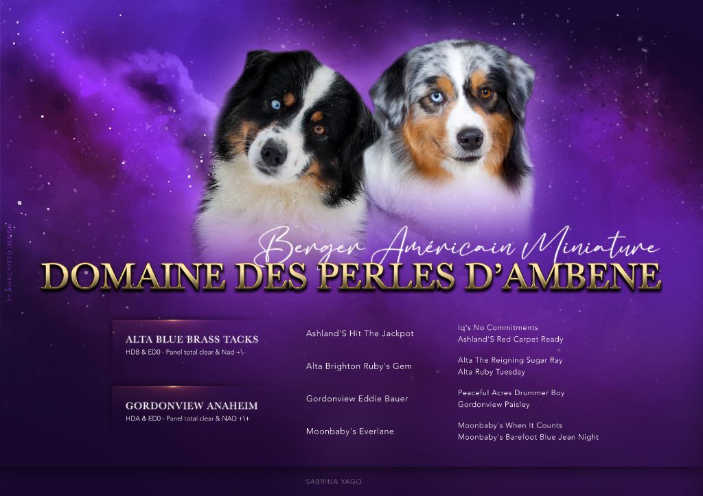 Chiot Berger Américain Miniature Du Domaine Des Perles D'Ambène