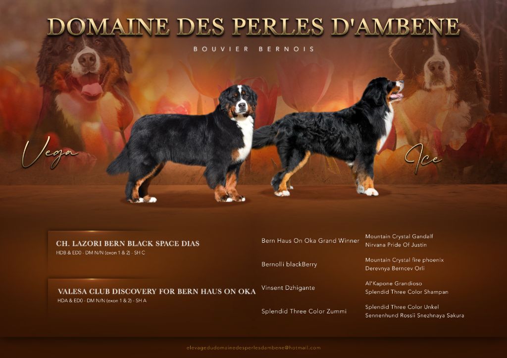 Du Domaine Des Perles D'Ambène - Bouvier Bernois - Portée née le 09/07/2024