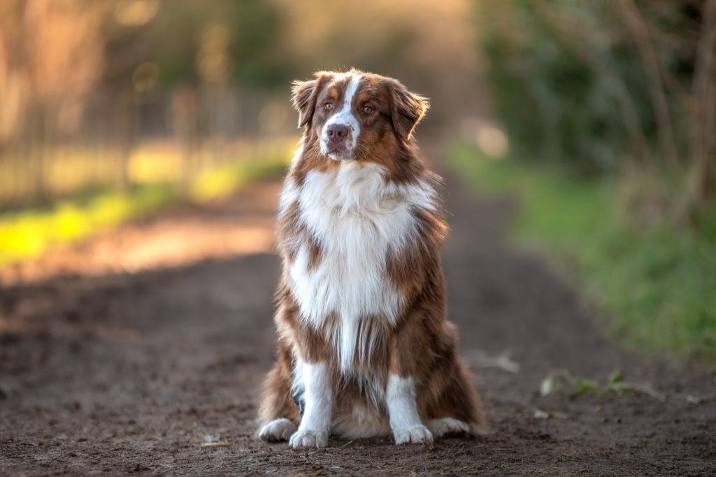 Le Berger Australien : Un chien intelligent et énergique